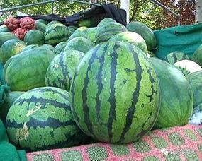 如何挑东方甜蜜瓜吃,教你轻松挑出最佳口感