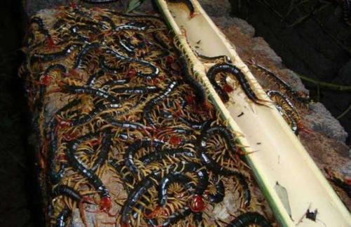 蜈蚣养殖头条广告,紧跟头条广告，开启财富之门