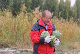 吃瓜村干部,揭秘农村基层治理中的“另类”现象