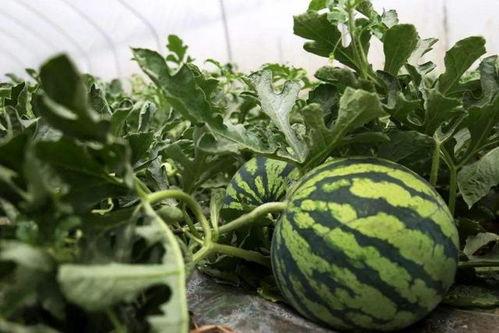 吃瓜发车中点赞,吃瓜发车背后的点赞力量