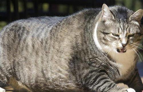 网红卖猫驱虫药视频,猫咪驱虫药的选购与使用技巧