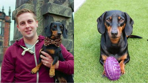 吃瓜群众图片狗狗,狗狗版“吃瓜群众”萌态再现