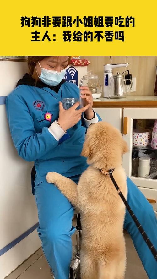 小姐姐与狗吃瓜,小姐姐与狗的欢乐吃瓜日常