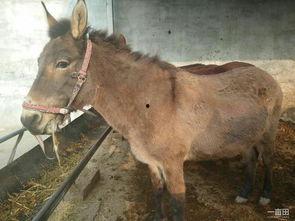 奔跑晶骡子今日看料,今日看料揭秘市场动态与投资策略