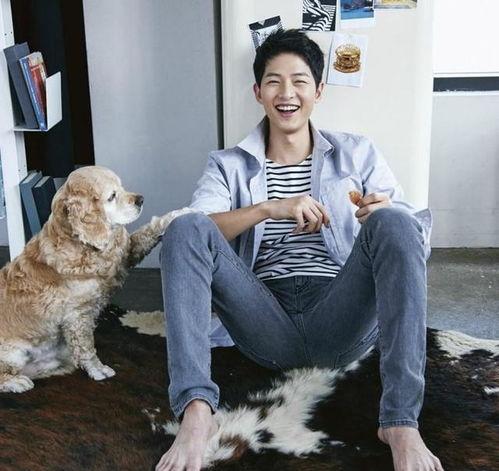 明星抱狗狗壁纸,壁纸中的明星抱狗狗温馨瞬间