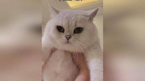 网红不退猫,一场关于责任与宠物的热议风暴